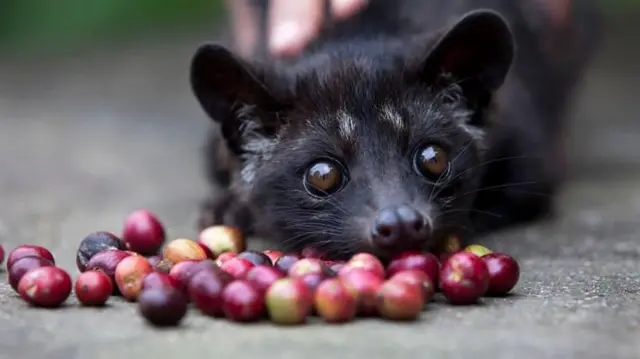 சிவெட் காபி, புனுகுப்பூனை, திருப்பதி திருமலா கோவில்