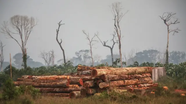 Pilha de toras de madeira cortadas ilegalmente na floresta no sul do Estado do Amazonas em 17 de setembro de 2022