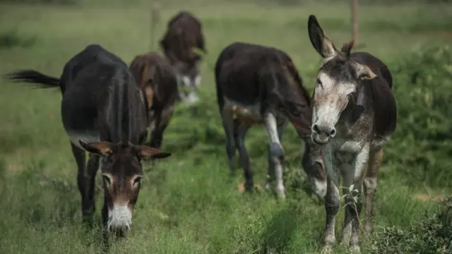 Police lock up di donkeys on top charge say dey destroy jail property.