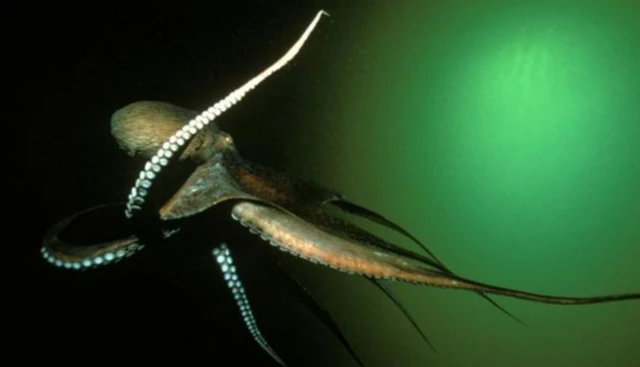 หมึกยักษ์