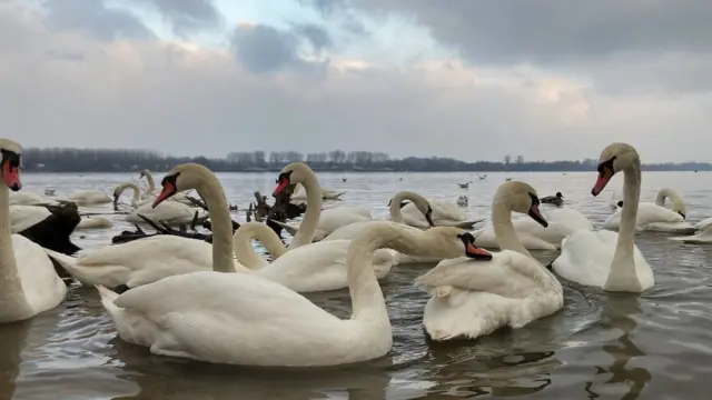 labudovi na zemunskom keju
