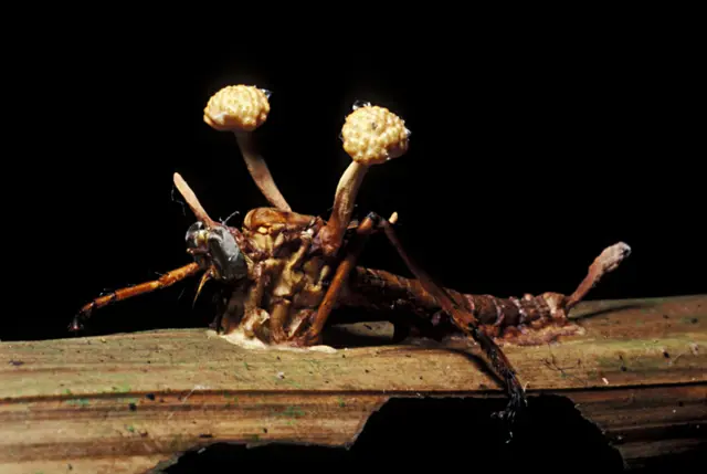 Um inseto morto com o corpo frutíferoa quina acumulouum fungo do gênero Cordyceps