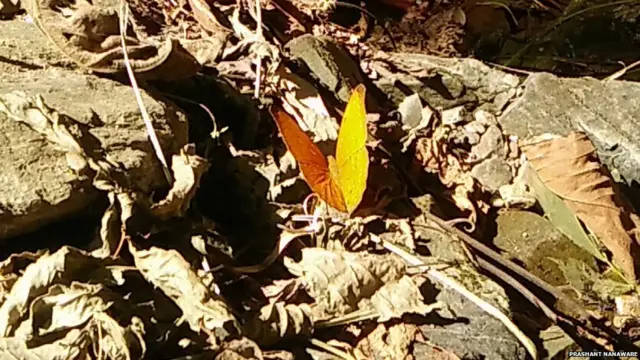 मोठ्या प्रमाणात फुलपाखरं अरुणाचल प्रदेशमध्ये पहायला मिळतात.