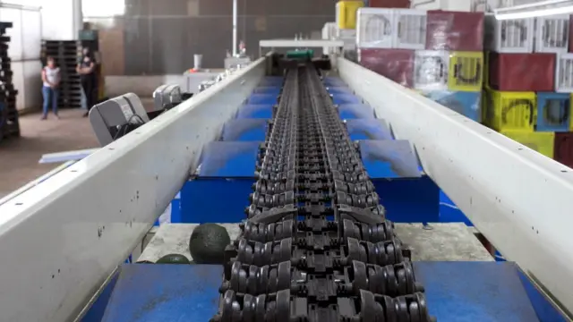 Empacadora de aguacate