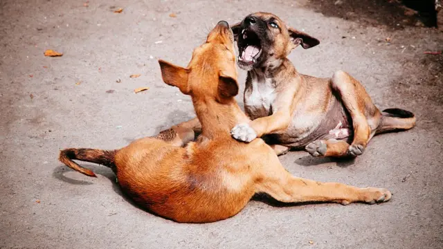 உரிமையாளரை காப்பாற்ற பாம்பை கடித்து கொதறிய வளர்ப்பு நாய்கள்