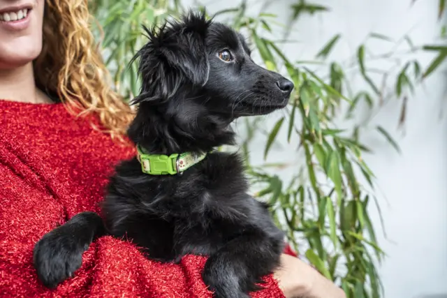 пас за удомљавање