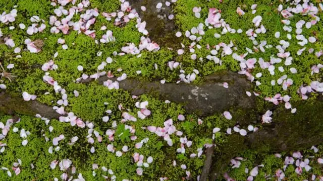 わびさび」、日本独自の世界観 完璧を求めず - BBCニュース