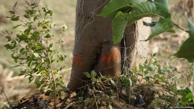 પીપળાના વૃક્ષનો ફોટોગ્રાફ