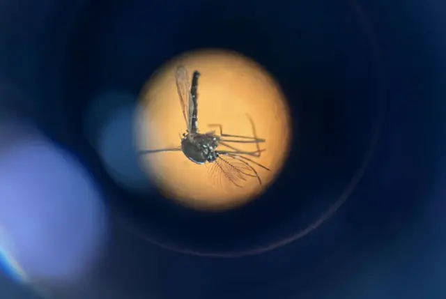 ஐஸ்லாந்து, கொசுக்கள், காலநிலை மாற்றம்