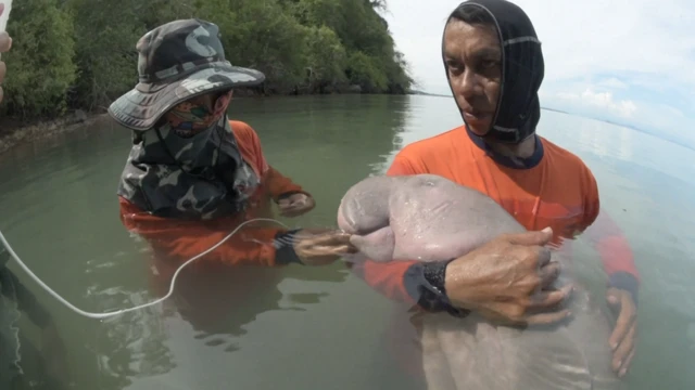 พะยูนมาเรียม