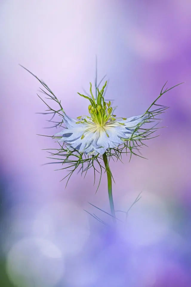 Flor Nigella