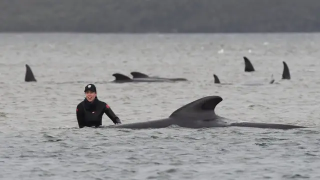 Whales at Tasmania