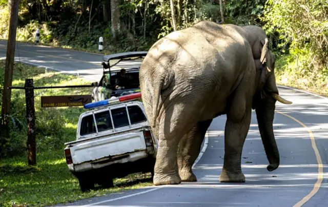 யானை வாழ்விடம் காடு 