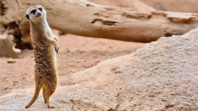 Suricata