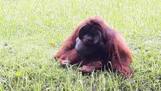 Ozon the orangutan smoking