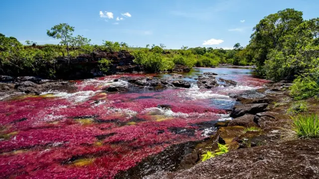 Rio Caño Cristales, na Colômbia