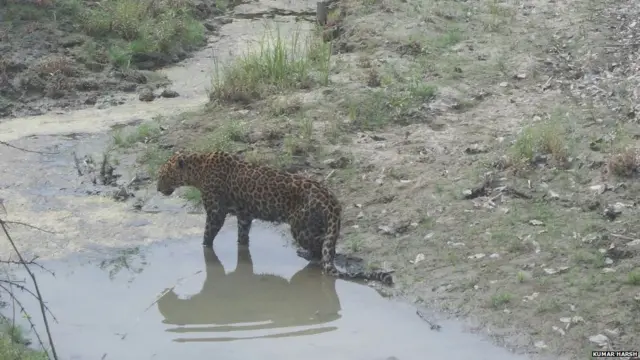 तेंदुए को बचाया गया