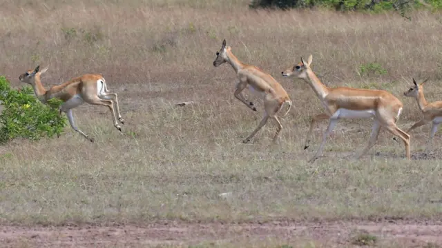 కృష్ణ జింకలు