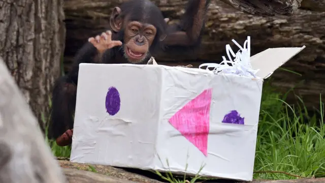 ਬਾਕਸਿੰਗ ਡੇਅ