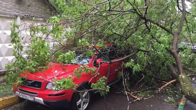 придавленный деревом автомобиль