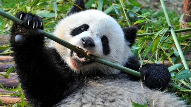 Из-за трудностей, связанных с перевариванием бамбука, у панд строение зубов более сложное, чем у других млекопитающих