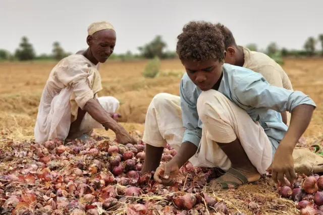 Yara a wani ƙauyen Sudan na al-Jaberab suna cire albasa daga gona a ranar Laraba.