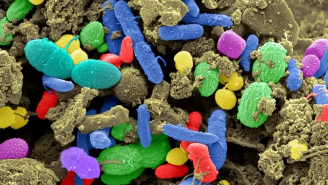 Здоровый и богатый клетчаткой рацион очень важен для поддержания разнообразия полезных бактерий в кишечнике