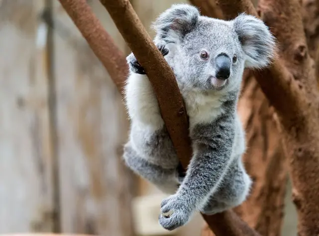 koala