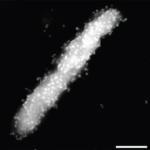 Cyborg' bacteria deliver green fuel source from sunlight