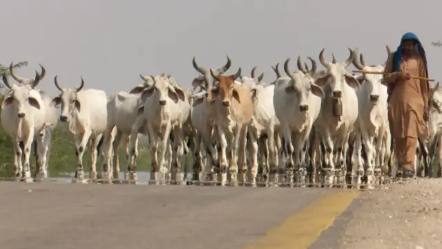 థార్ ఎడారి