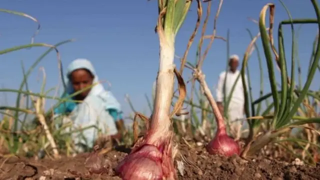 வெங்காயம்