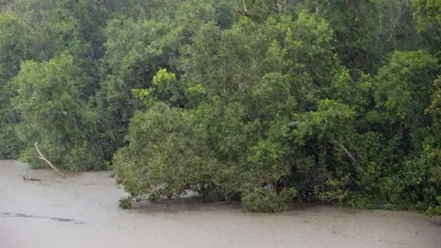 সুন্দরবন 