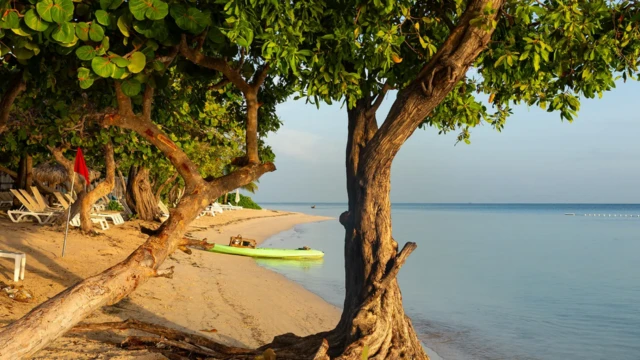 Jamajska plaża porośnięta liściastymi drzewami o poskręcanych pniach. Na plaży rozstawione w rzędzie leżaki i deska surfingowa. Po prawej stronie spokojne lazurowe morze. 