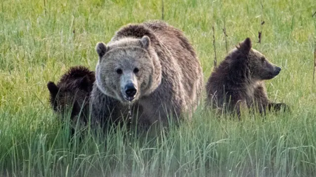 Bir boz ayı, 2024'te Wyoming'deki Yellowstone Ulusal Parkı'nda iki yavrusu yanında kalırken Pelican Creek'ten içiyor. İki yavru onun her iki yanında yerde otururken annenin ağzından su damlıyor. Bu güneşli günde ön planda su ve kıyılarda büyüyen yeşil sazlar var.