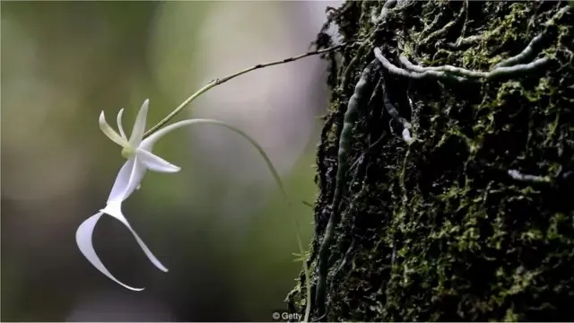 Sekuntum anggrek hantu mekar di Taman Nasional Fakahatchee Strand di Copeland, Florida.