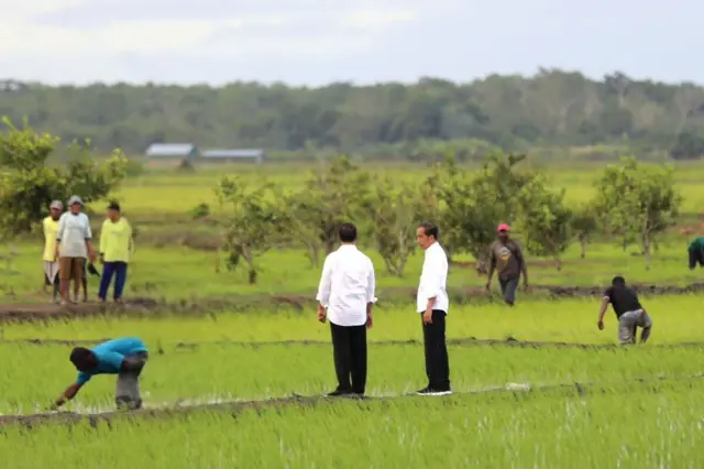 Presiden Joko Widodo meninjau kawasan food estate padi di Desa Telaga Sari, Distrik Kurik, Kabupaten Merauke, Papua Selatan, Selasa (23/07).