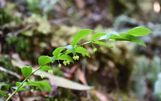 ஆனைமலை, தாவரங்கள், காடுகள், இயற்கை, மேற்குத் தொடர்ச்சி மலை

