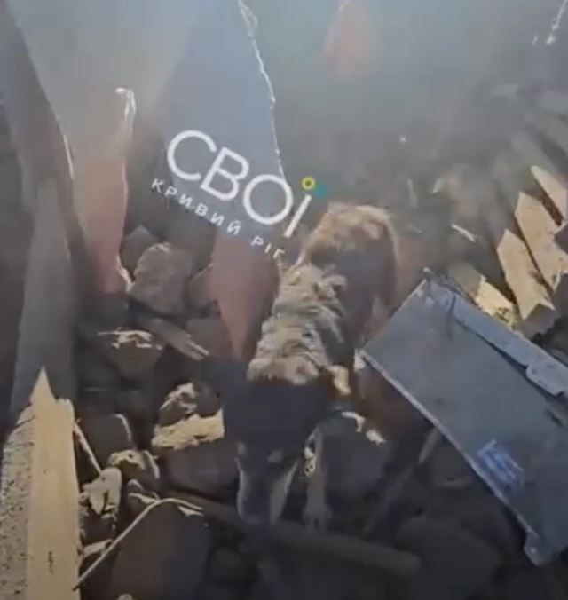 собака
