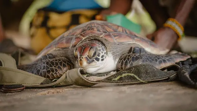 Un miembro del personal de Conservación Local del Océano al fondo coloca una etiqueta en la aleta trasera de una joven tortuga verde que fue capturada por un pescador en Mida Creek, Watamu en Kenia.