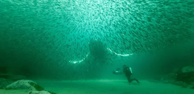 Fotografia colorida mostra mergulhador no fundo do marsite de aposta com depósito mínimo de r 1frente a uma baleia e um cardumesite de aposta com depósito mínimo de r 1peixes