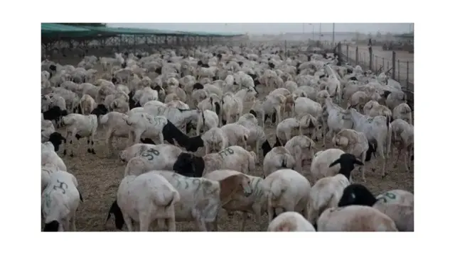 Ilaa 70% xoolaha Soomaalida oo isugu jira geela, lo'da, ariga iyo idaha oo qiimahooda sannadkii lagu qiyaasay $1 Bilyan 2023 ayaa loo dhoofiyaa boqortooyada Sacuudiga.