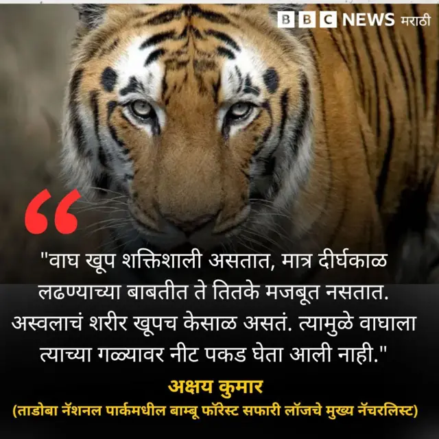 वाघ-अस्वल संघर्ष