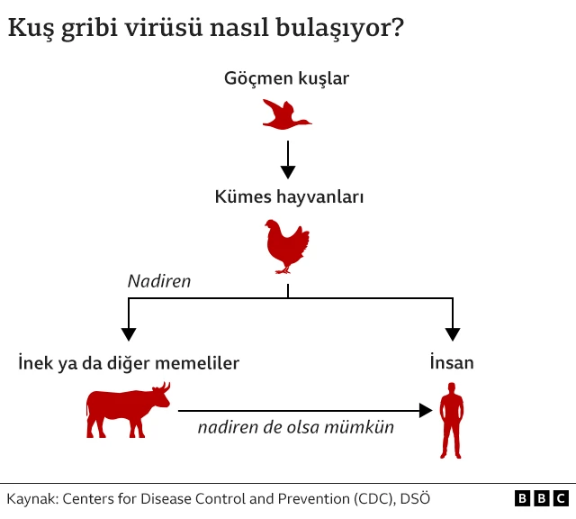 Kuş gribi yayılma grafiği. 