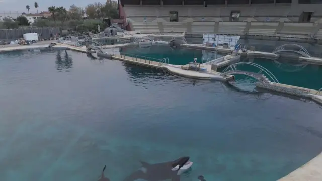 Orca em um tanque, em um estádio vazio