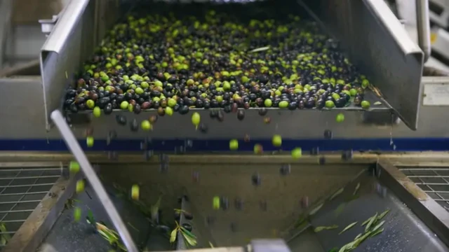 การผลิตน้ำมันมะกอกบริสุทธิ์พิเศษใช้เพียงกระบวนการทางกลเท่านั้นและสกัดน้ำมันที่ดีที่สุดจากมะกอก