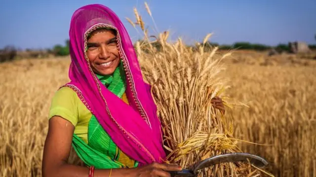 ગુજરાતમાં ઘઉંનું ઉત્પાદન વધ્યું, ભાવ ઘટશે, ઘઉંના ઉત્પાદનમાં શું ધ્યાન રાખવું, ટેકાના ભાવે એમએસપીથી ખરીદી, બીબીસી ગુજરાતી