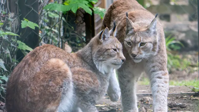 Lynx siblings from Kent on 'holiday' in Devon