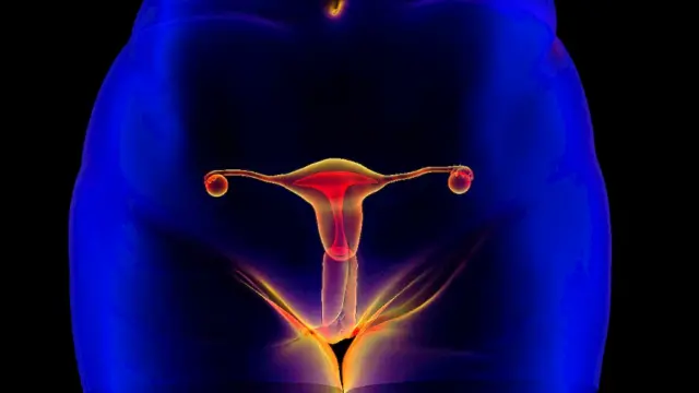 Ilustración del aparato reproductivo femenino