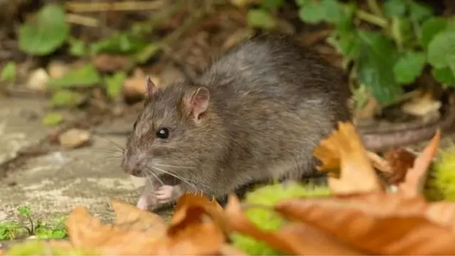 L'urine de rat peut contenir la bactérie responsable de la leptospirose.
