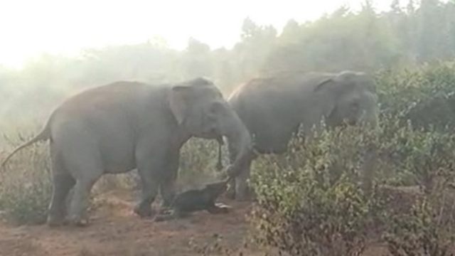 Elefantes arrastando filhote